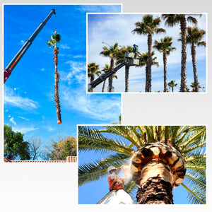 Removal of Palms