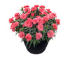 Dianthus spp (carnations)  winter annual