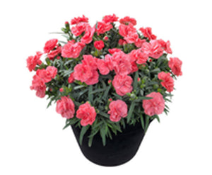 Dianthus spp (carnations)  winter annual