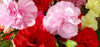 Dianthus spp (carnations)  winter annual