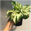 Epipremnum aureum – Manjula (golden pothos)