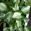 Epipremnum aureum – Manjula (golden pothos)