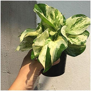 Epipremnum aureum – Manjula (golden pothos)