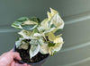 Epipremnum aureum – Manjula (golden pothos)