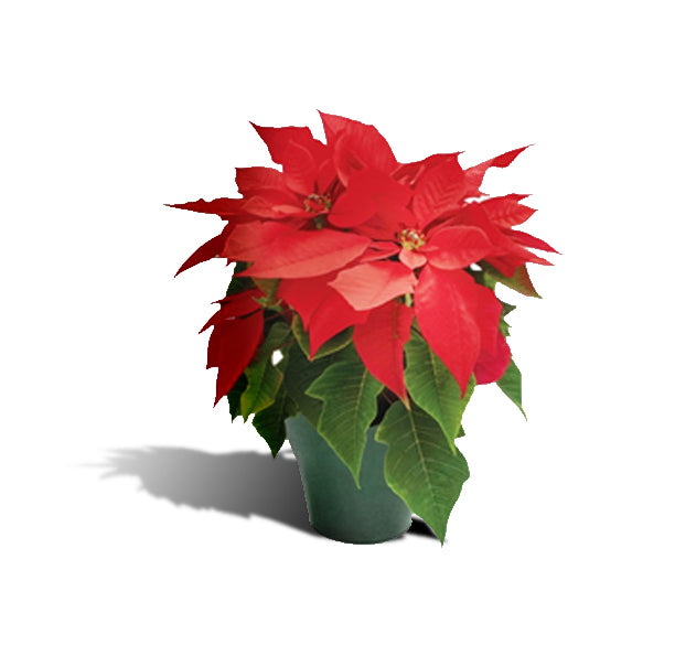 Euphorbia pulcherrima (poinsettia)  Winter annual