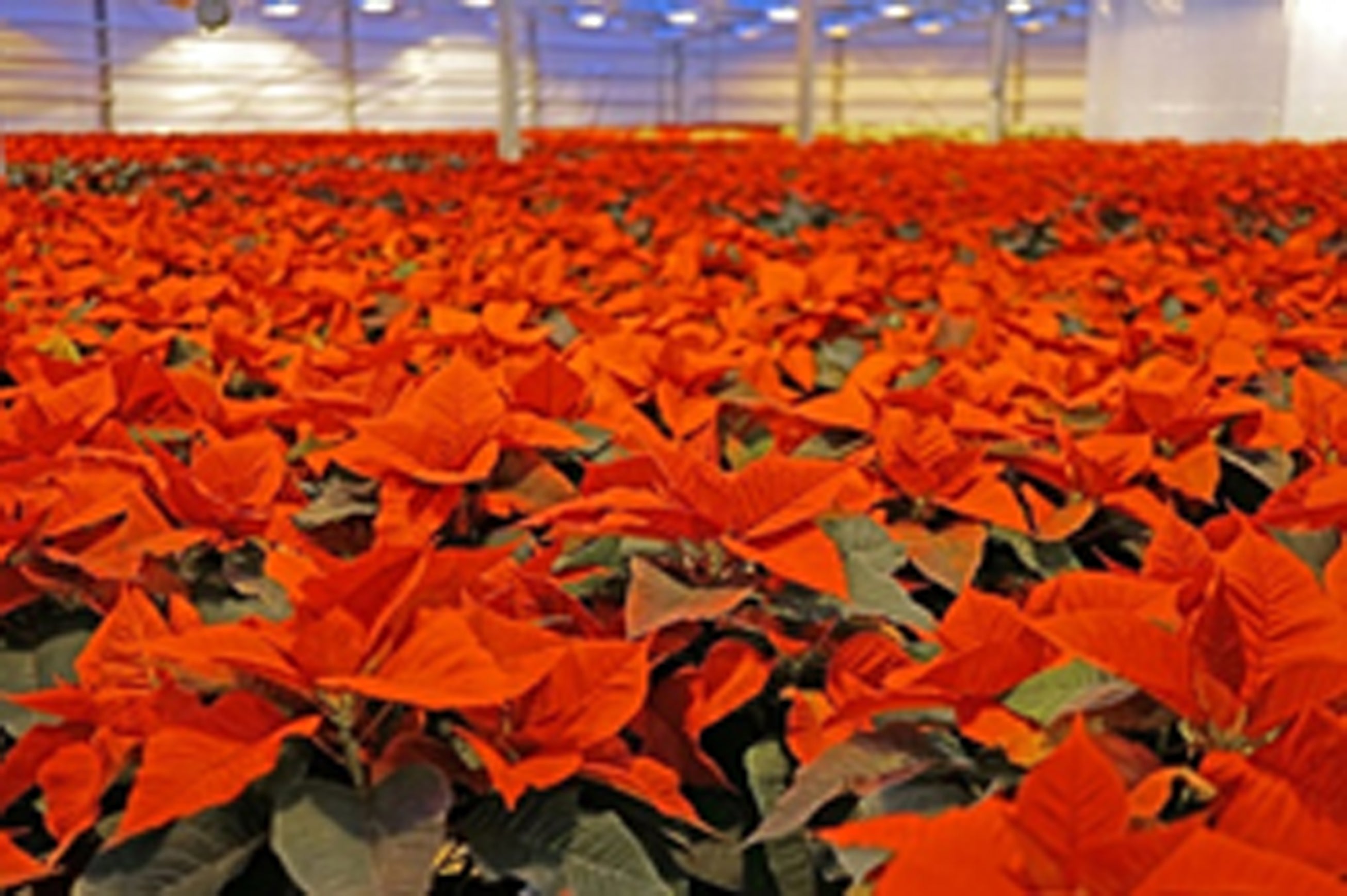 Euphorbia pulcherrima (poinsettia)  Winter annual