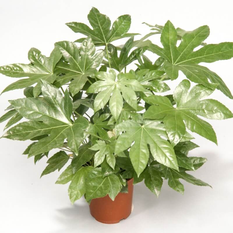 Fatsia Japonica (paperplant, Japanese aralia)