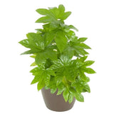 Fatsia Japonica (paperplant, Japanese aralia)
