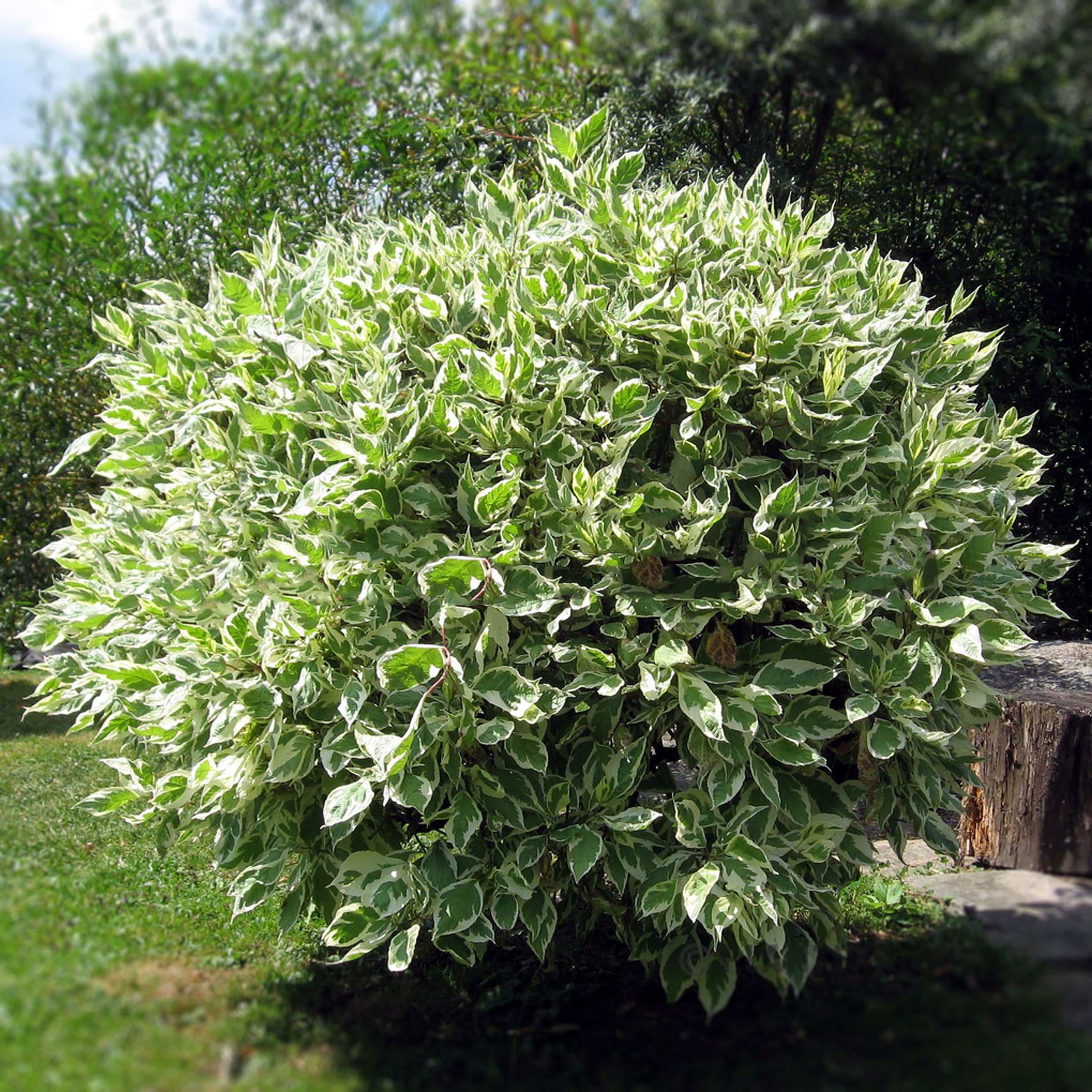 Ficus benjamina - Ficus Starlight " Variegated Weeping Fig "