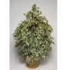 Ficus benjamina - Ficus Starlight " Variegated Weeping Fig "