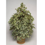 Ficus benjamina - Ficus Starlight " Variegated Weeping Fig "