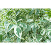 Ficus benjamina - Ficus Starlight " Variegated Weeping Fig "