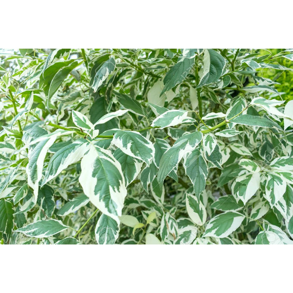 Ficus benjamina - Ficus Starlight " Variegated Weeping Fig "