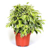 Ficus Benjamina 'Kinky' (Weeping Fig 'Kinky')