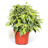 Ficus Benjamina 'Kinky' (Weeping Fig 'Kinky')