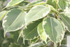 Ficus Benjamina 'Kinky' (Weeping Fig 'Kinky')