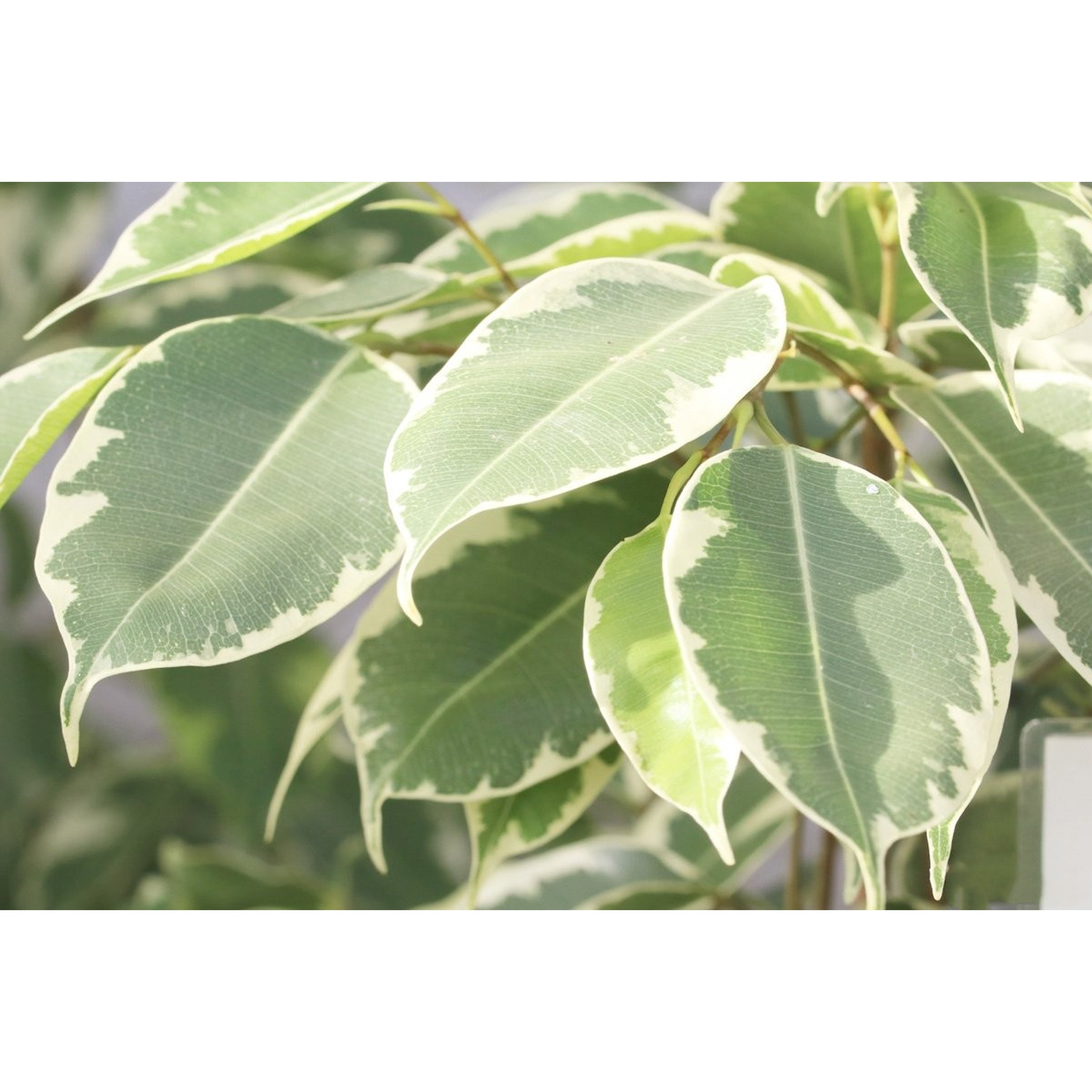 Ficus benjamina " Hawaiian Ficus "