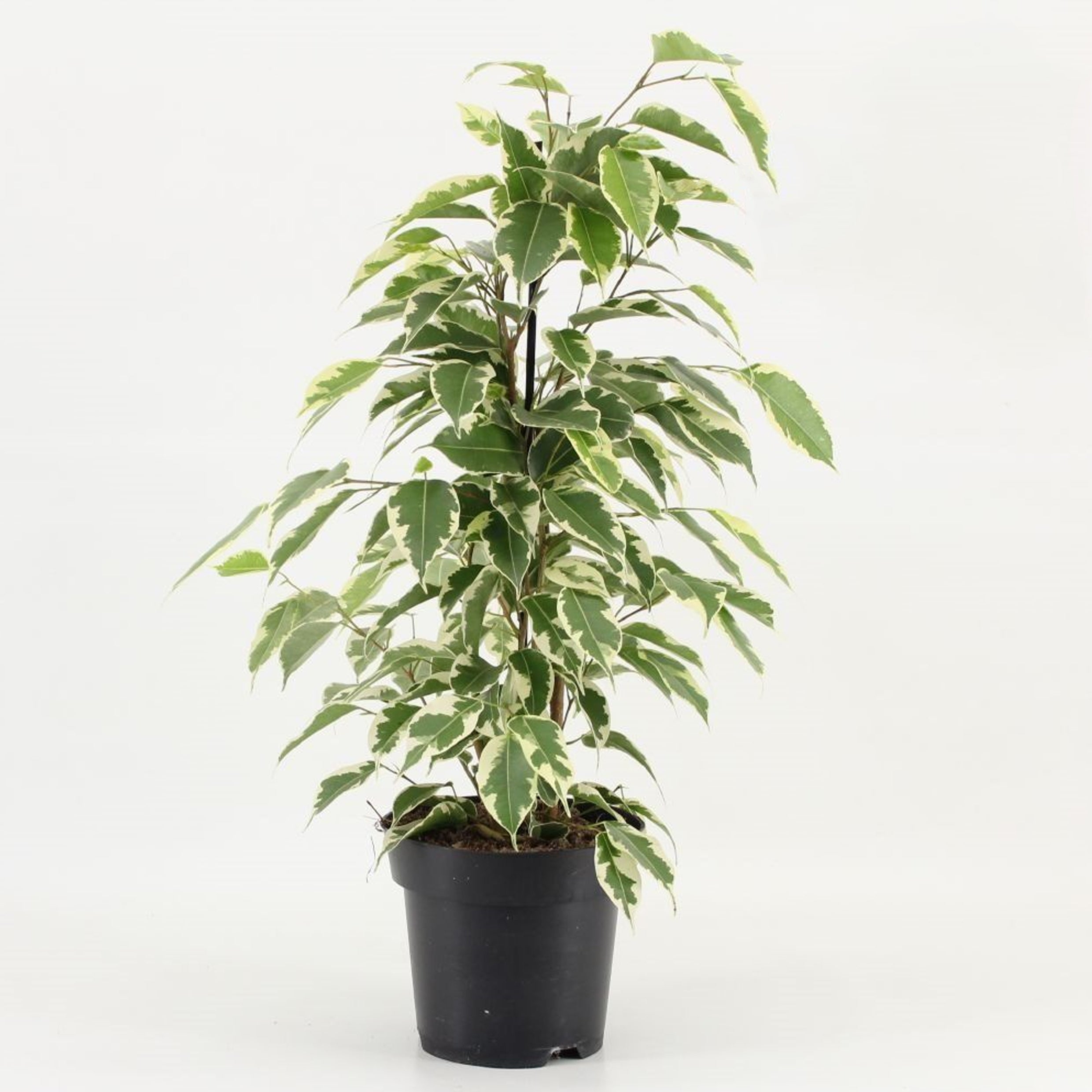 Ficus benjamina " Hawaiian Ficus "