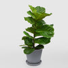 Ficus lyrata (fiddle-leaf fig)