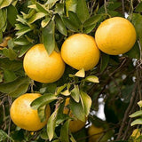 Citrus × paradisi "Grapefruit"