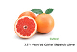 Citrus × paradisi "Grapefruit"