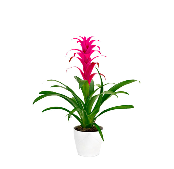 Guzmania lingulata minor ( Scarlet Star, Droophead Tufted Airplant)