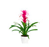 Guzmania lingulata minor ( Scarlet Star, Droophead Tufted Airplant)