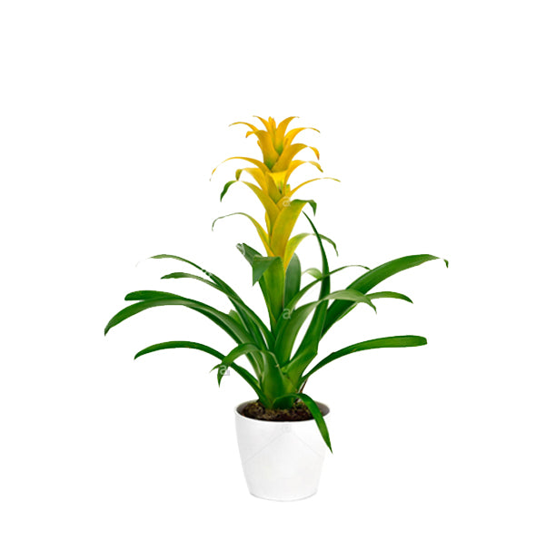 Guzmania lingulata minor ( Scarlet Star, Droophead Tufted Airplant)