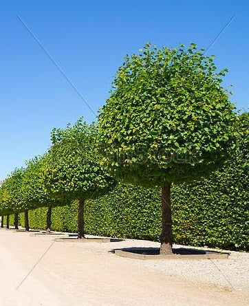 Conocarpus landifolus (Buttonwood)