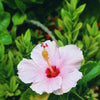 Hibiscus rosa-sinensis (Hawaiian hibiscus-Rose mallow-Shoeblackplant)