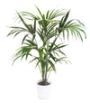 Howea forsteriana (Kentia palm,Thatch palm)