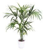 Howea forsteriana (Kentia palm,Thatch palm)