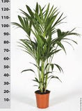 Howea forsteriana (Kentia palm,Thatch palm)