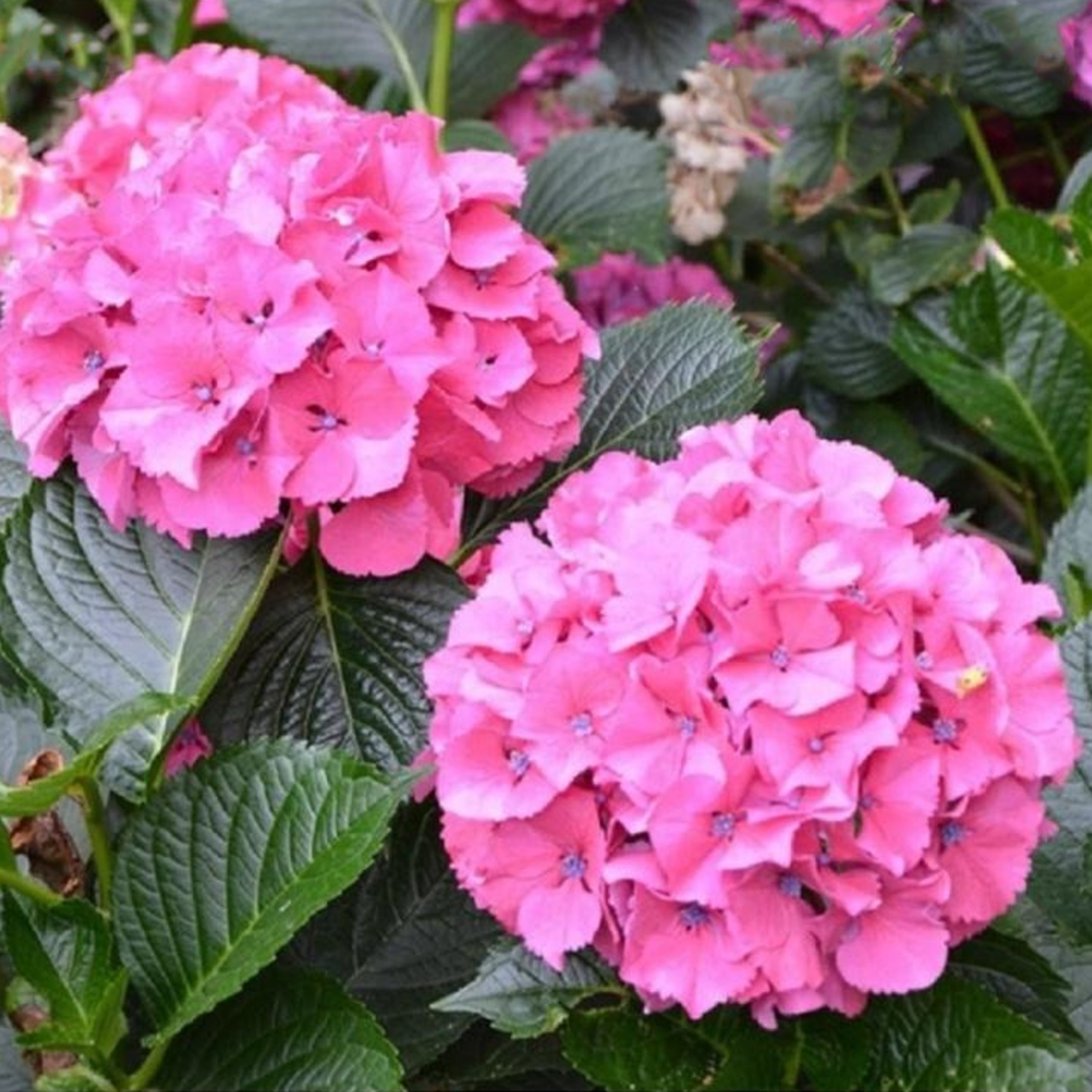 Hydrangea macrophylla - French hydrangea