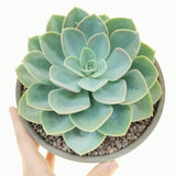 Echeveria succulents