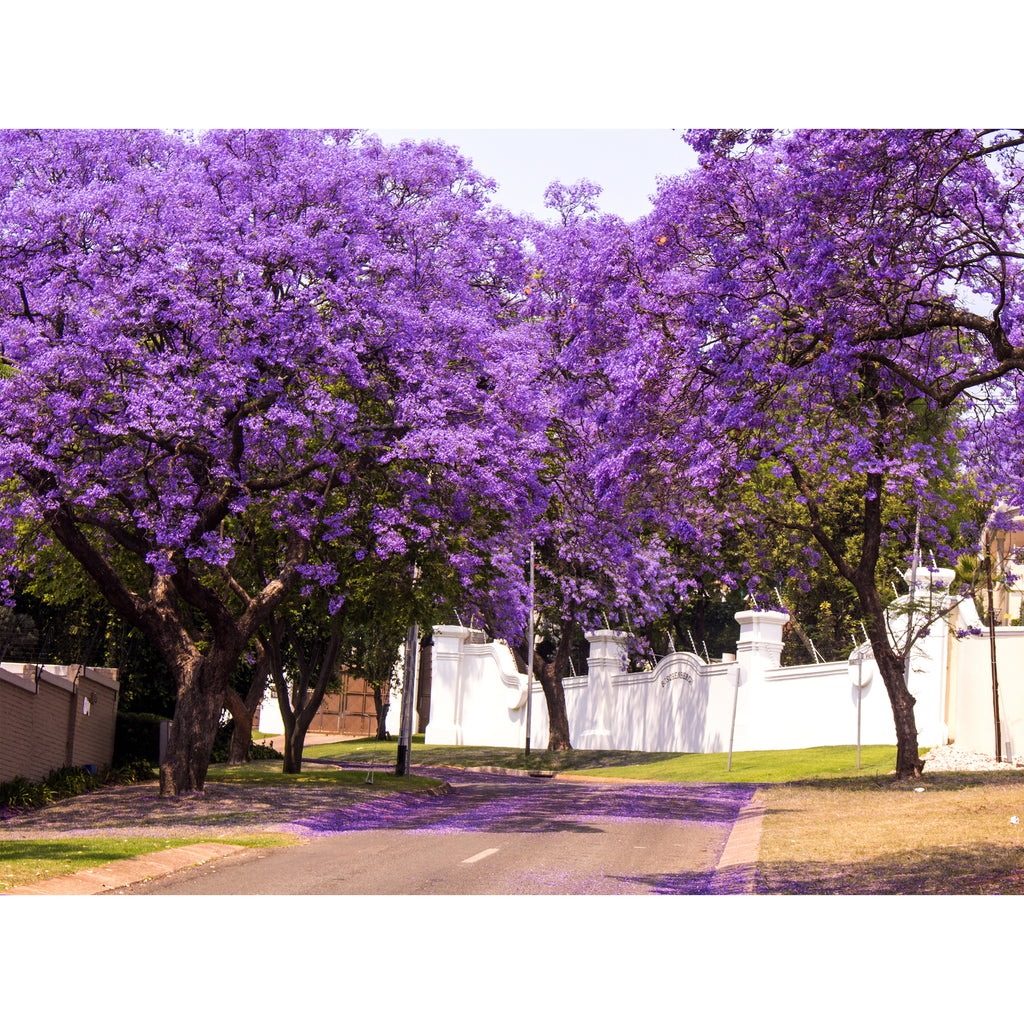 Jacaranda mimosifolia (Jacaranda)