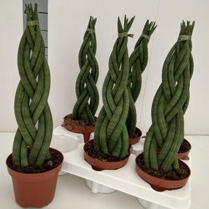 Sansevieria cylindrical (sansevieria braid, African spear plant, cylindrical snake plant)