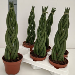 sansevieria spun bamboo Sansevieria cylindrical (sansevieria braid, African spear plant, cylin –  Bastana Online Gardens