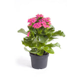 Kalanchoe blossfeldiana (flaming Katy, Christmas kalanchoe, florist kalanchoe)