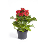 Kalanchoe blossfeldiana (flaming Katy, Christmas kalanchoe, florist kalanchoe)