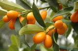 Citrus japonica "Kumquat"