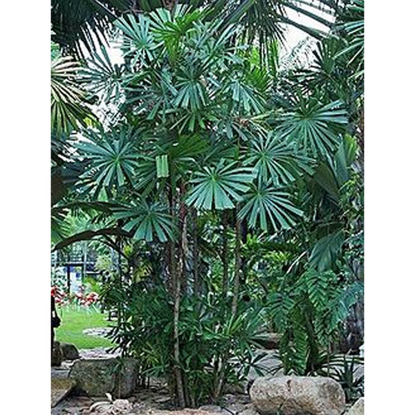 Licuala spinosa " Mangrove fan palm "