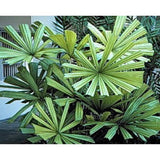 Licuala spinosa " Mangrove fan palm "