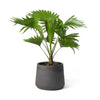 Livistona chinensis (Fountain palm)