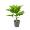 Livistona chinensis (Fountain palm)