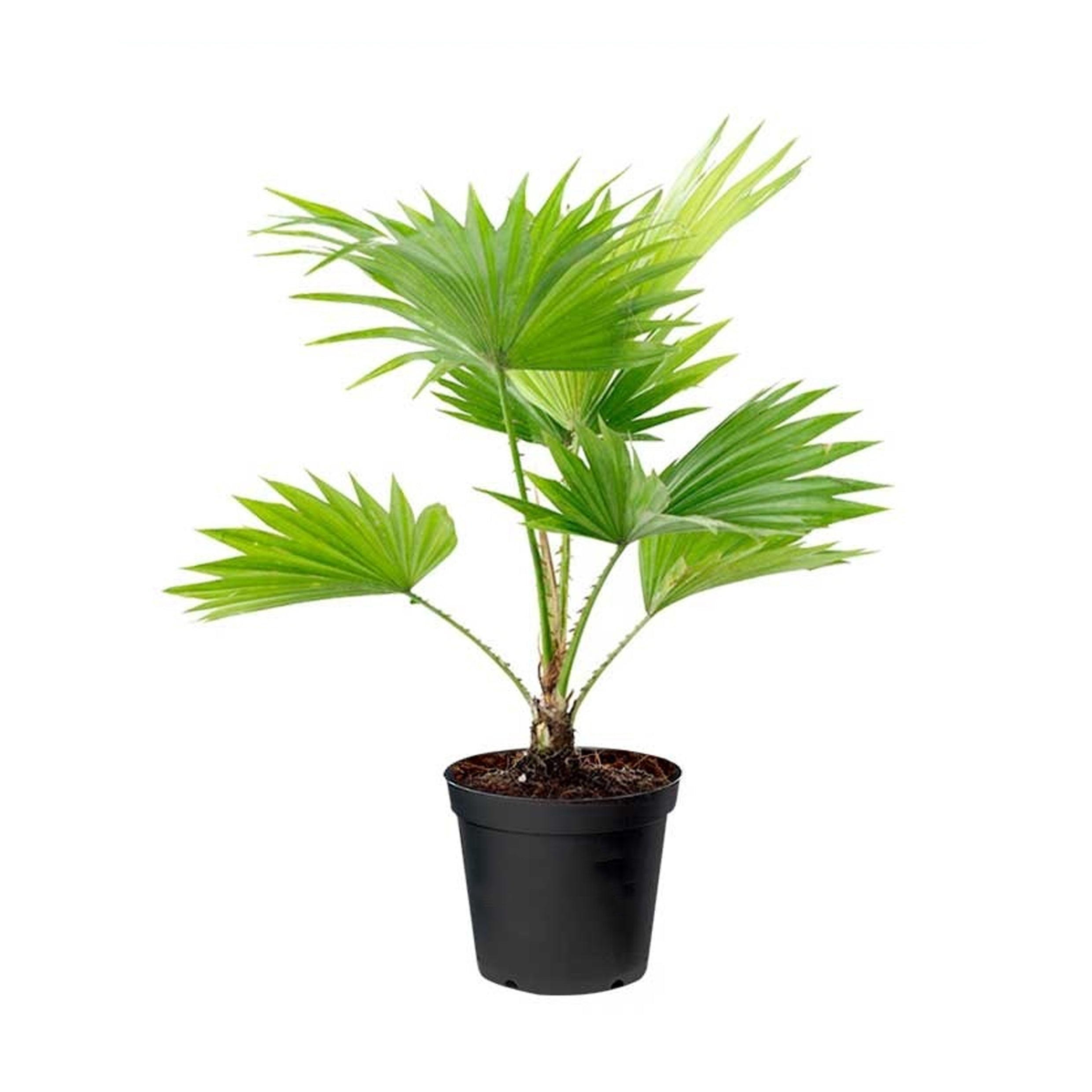 Livistona chinensis (Fountain palm)