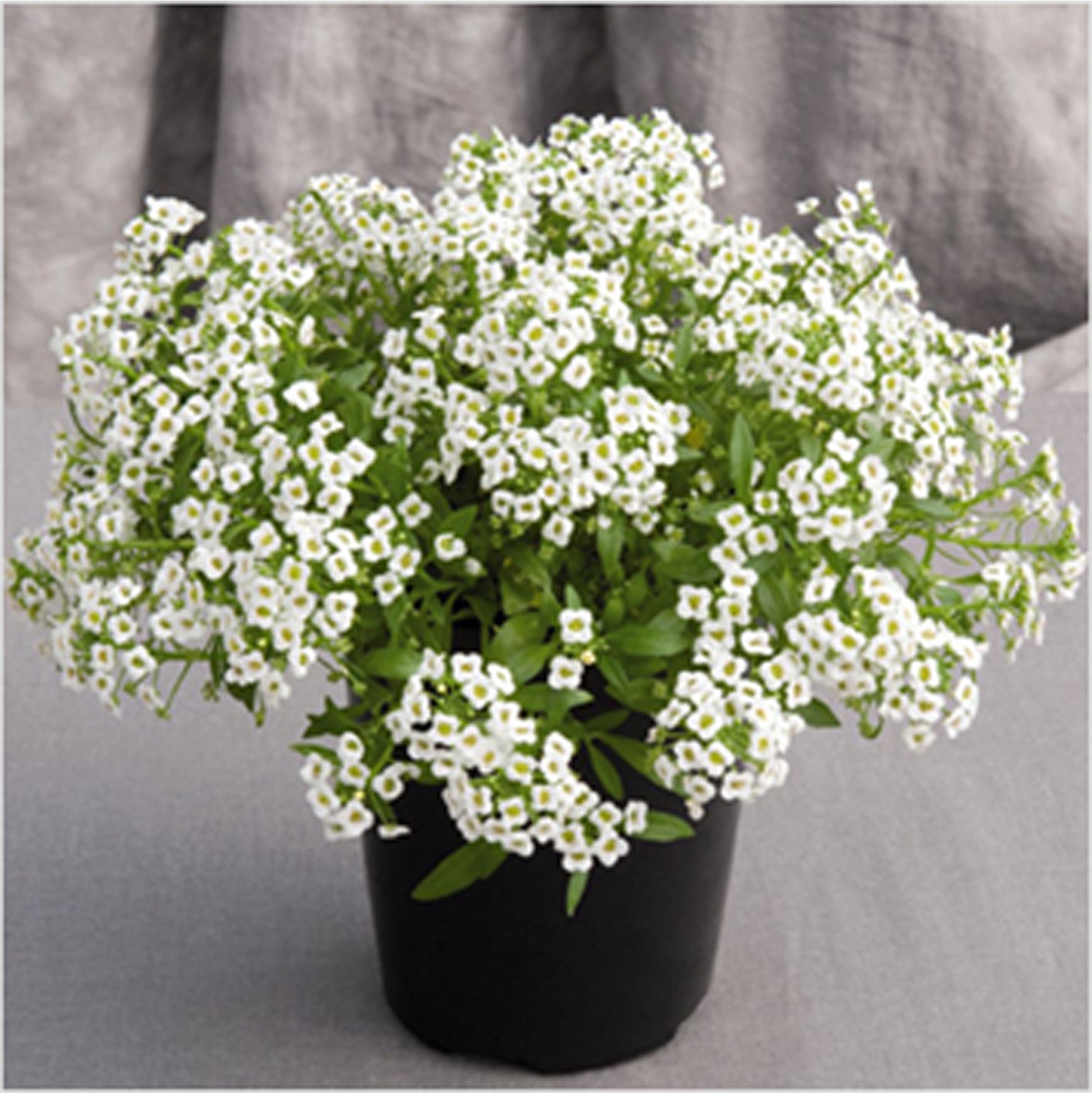 Lobularia maritime (sweet alyssum)-winter annuals