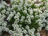 Lobularia maritime (sweet alyssum)-winter annuals
