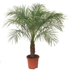 Phoenix Roebelenii   (pygmy date palm, miniature date palm)