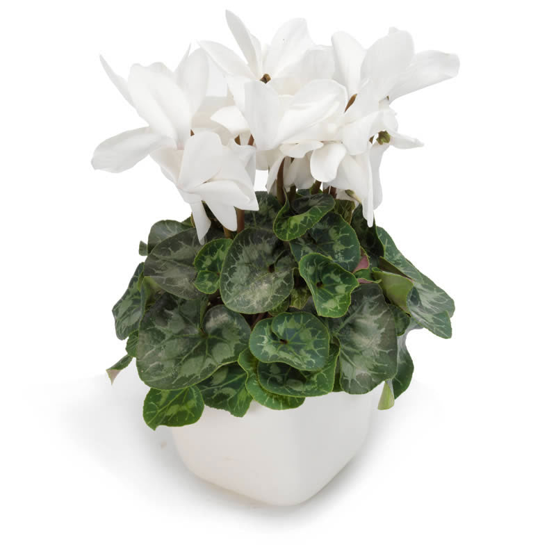 Cyclamen flower